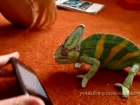 video camaleon iphone