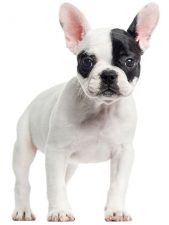 Bulldog francés