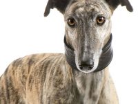 Galgo español