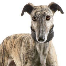 Galgo Español