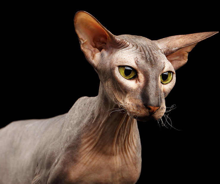 gato Peterbald