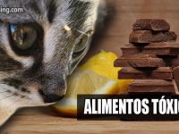 alimentos toxicos para gatos