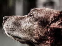 alzheimer en perros