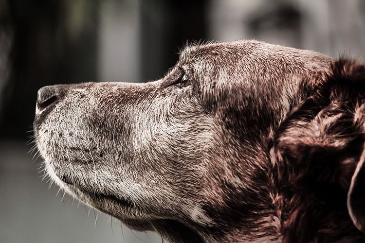 alzheimer en perros