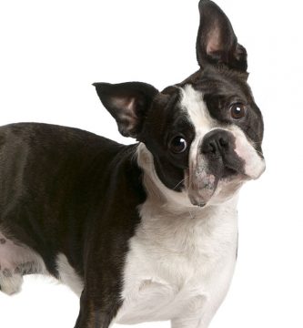 Boston terrier