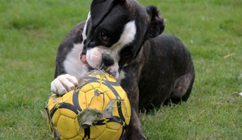 boxer balon