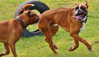 boxer corriendo