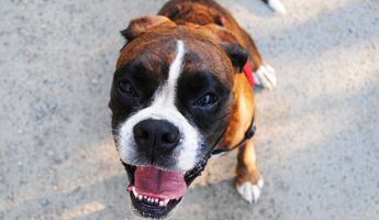 boxer feliz