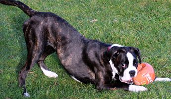 boxer jugando