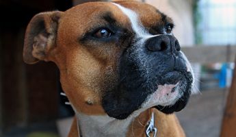 boxer pensando