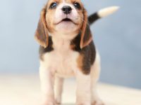 beagle perros