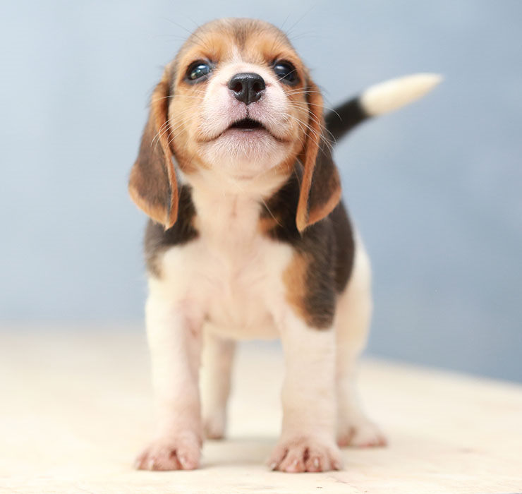 Opcional rompecabezas emocionante Beagle: precio, características y cuidados | Razas de perros