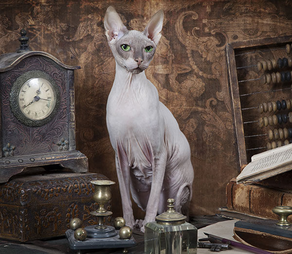 gato sin pelo don sphynx