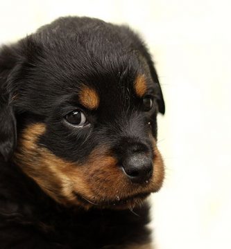 displasia cadera en perros sintomas