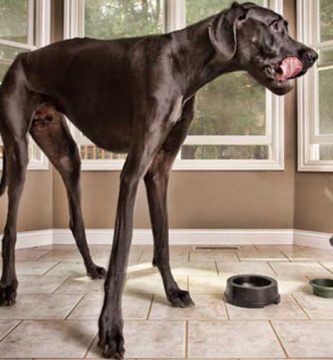 perro mas grande del mundo