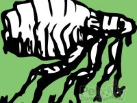 que enfermedades transmiten las pulgas