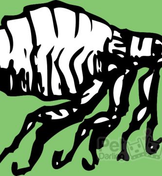 que enfermedades transmiten las pulgas