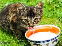 los gatos pueden tomar leche de vaca
