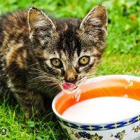 los gatos pueden tomar leche de vaca