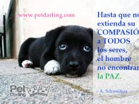 Frases celebres sobre compasion