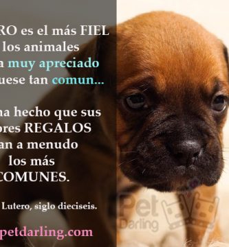 frases celebres sobre perros martin lutero