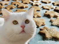 galletas para gatos