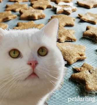 galletas para gatos