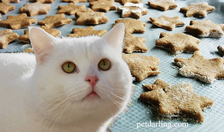 galletas para gatos