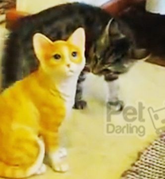 video gatito lucha contra un gato de porcelana