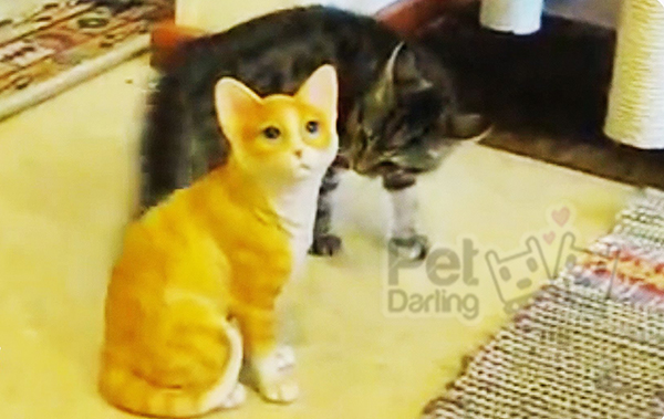 video gatito lucha contra un gato de porcelana
