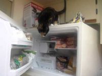 gato roba pescado de una nevera video