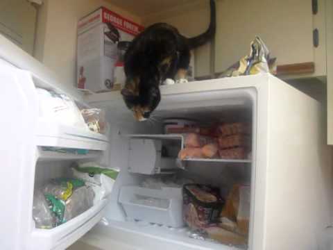 gato roba pescado de una nevera video