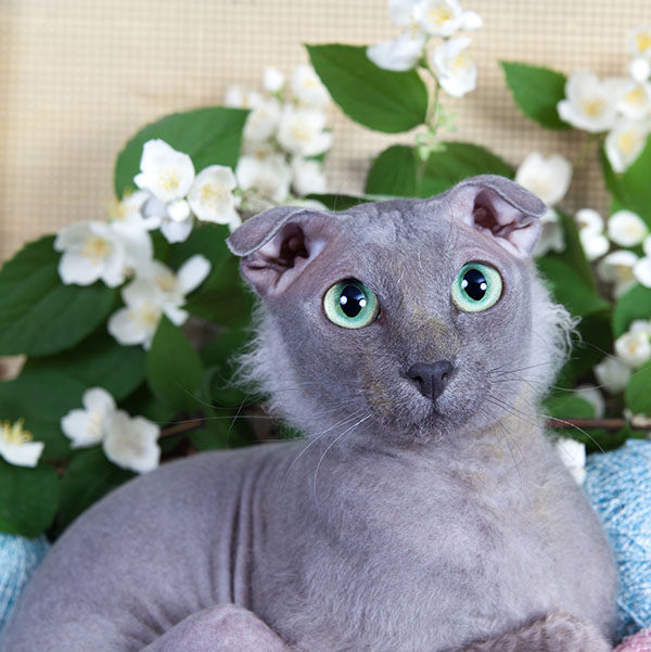 cuanto cuesta un gato sin pelo