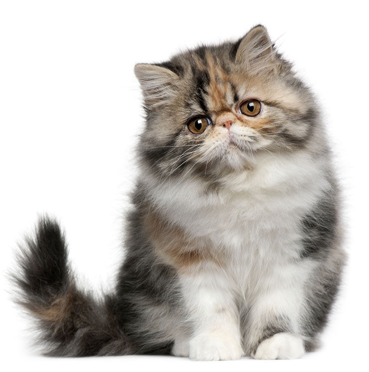 forma Asombrosamente Ajustamiento El gato PERSA (cuidados, tipos, colores, precio) | Razas de gatos