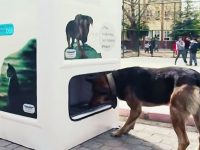 maquina alimentar perros callejeros