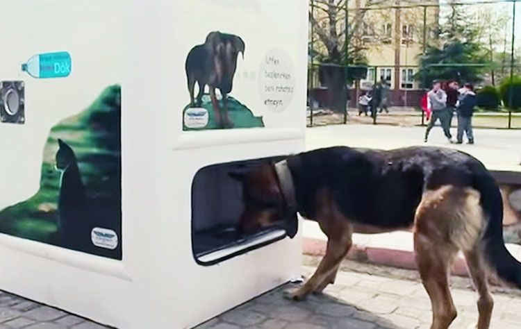 maquina alimentar perros callejeros