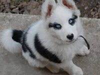 mini husky