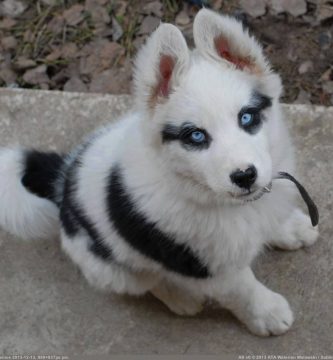 mini husky