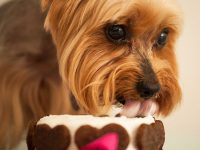 como hacer un pastel para perros