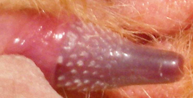 pene de gato