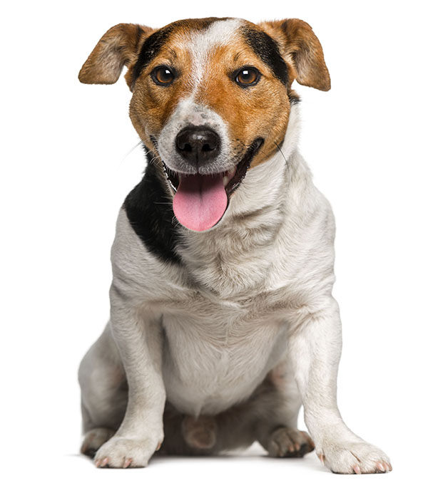 raza jack russell terrier