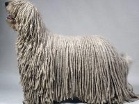 perro-komondor