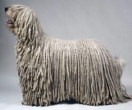 Komondor