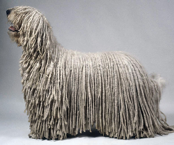 perro-komondor