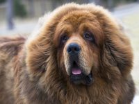 mastín tibetano
