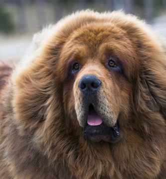 mastín tibetano