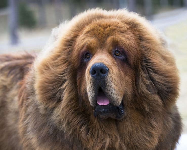 mastín tibetano
