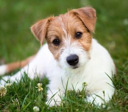 Jack Russell Terrier