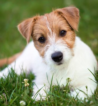 jack russell