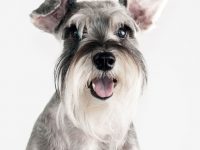 schnauzer